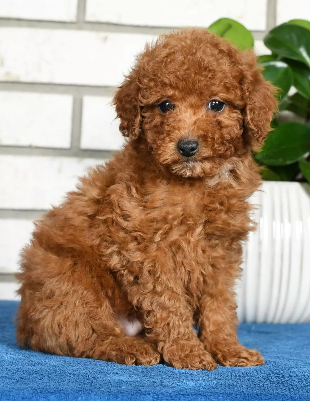 Mini Poodle