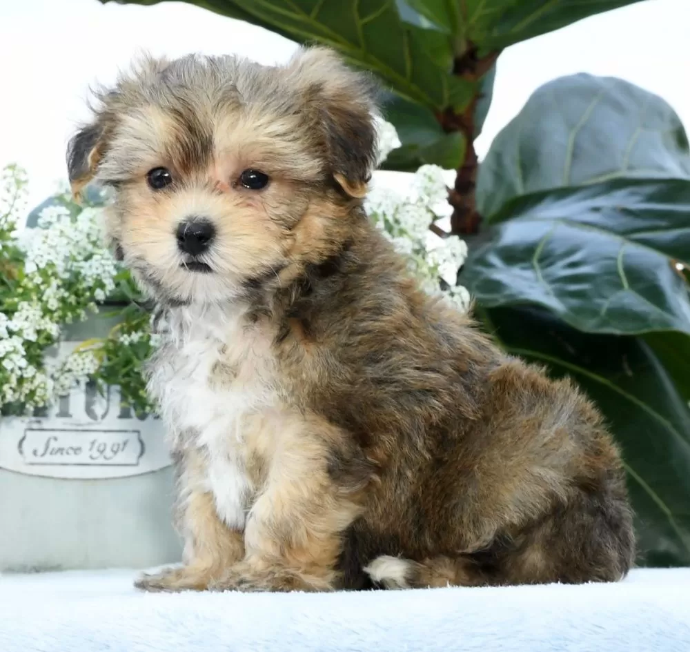 Yorkipoo