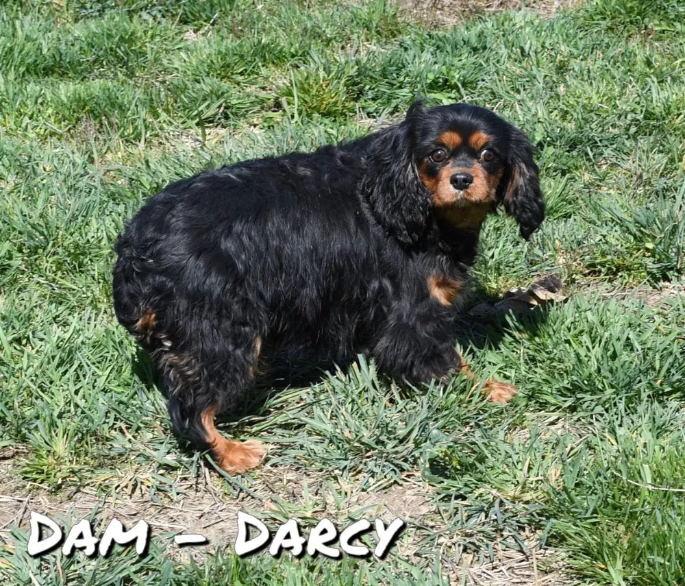 Cavalier King Charles Spaniel