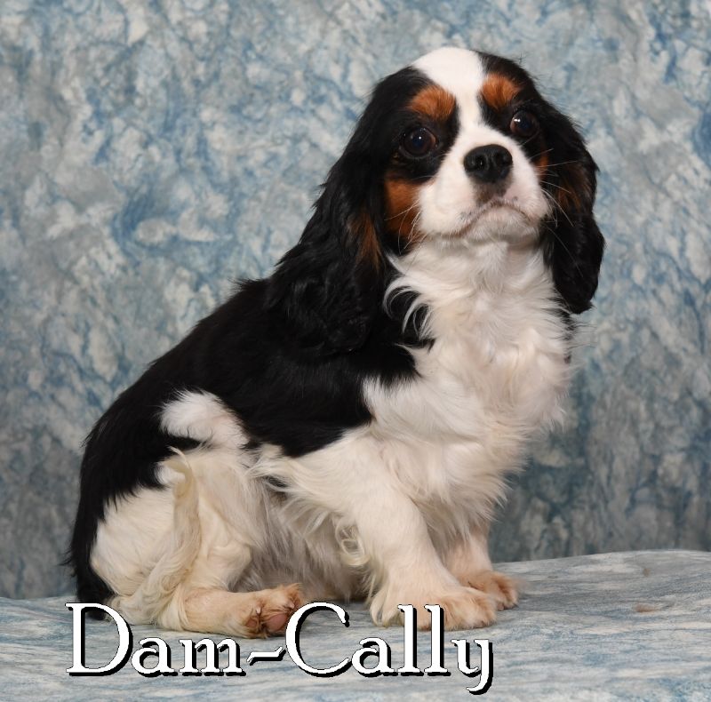 Puppy Name: Cally