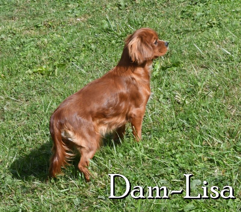 Puppy Name: Lisa
