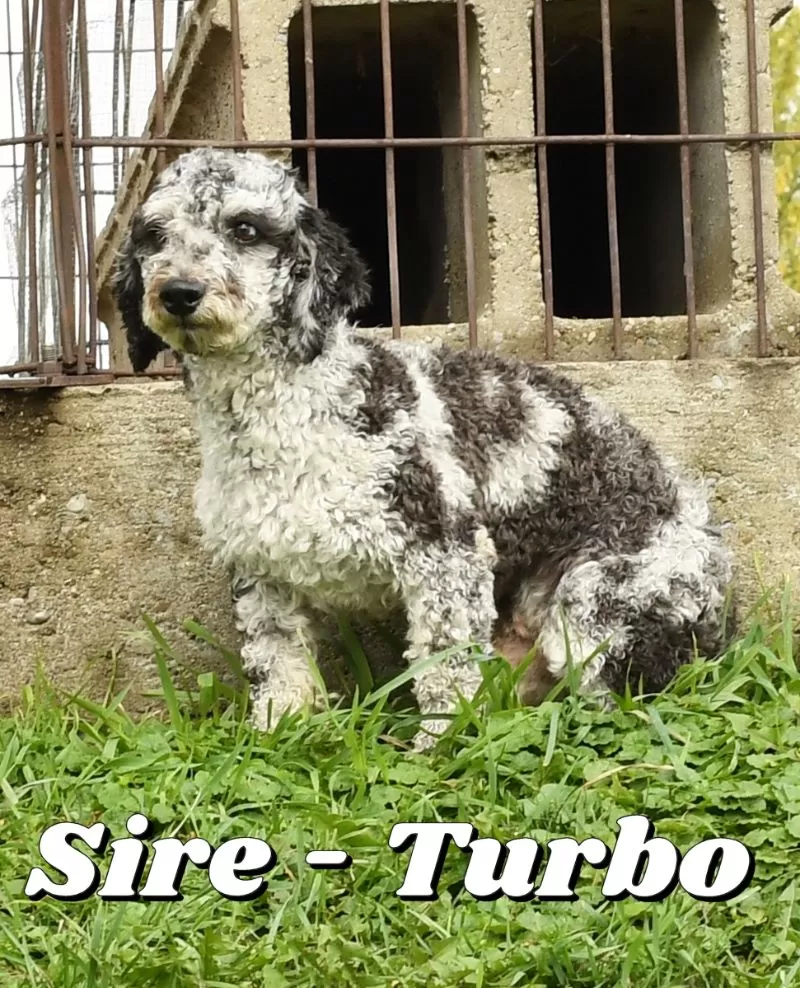 Puppy Name: Turbo