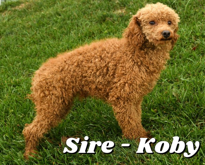 Puppy Name: Kobe