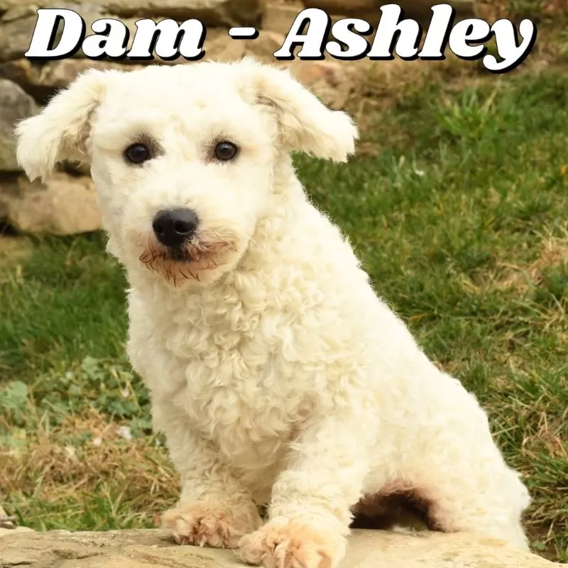 Puppy Name: Ashley