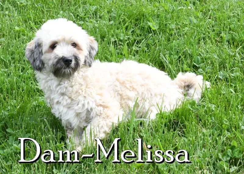 Puppy Name: Melissa