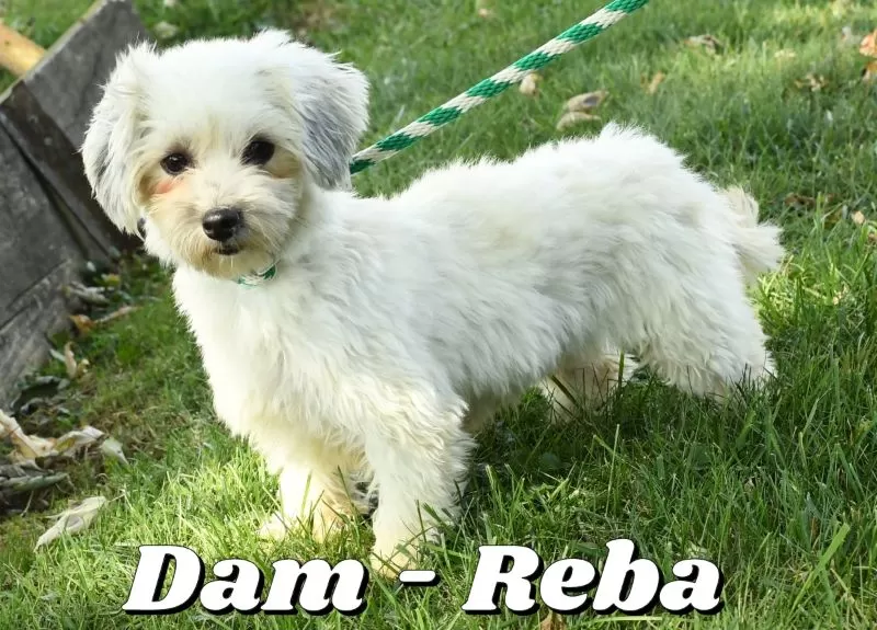Puppy Name: Reba