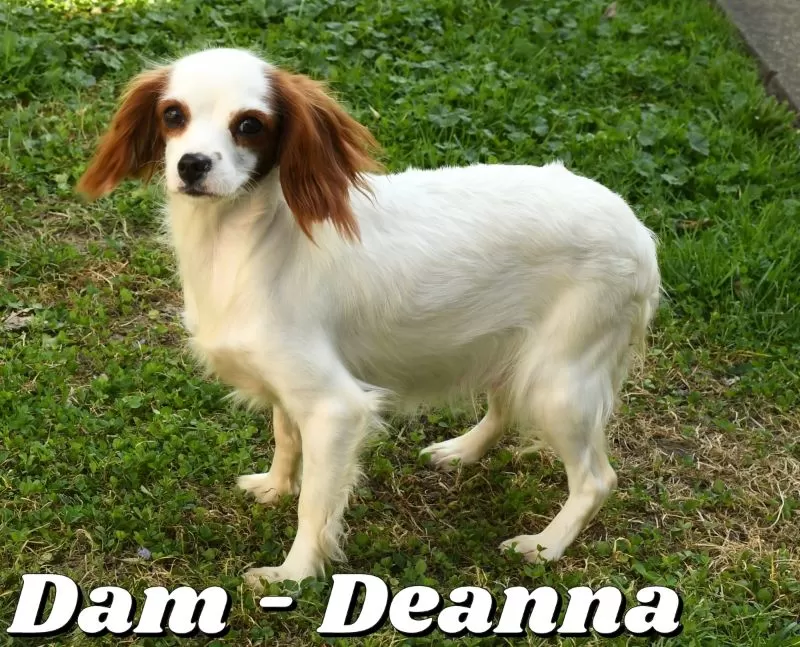 Puppy Name: Deanna