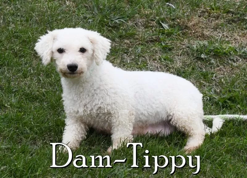 Puppy Name: Tippy