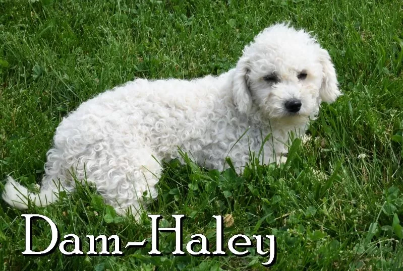 Puppy Name: Haley
