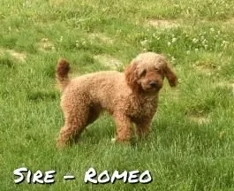 Puppy Name: Romeo