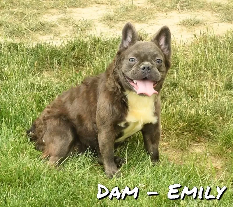 Puppy Name: Emily