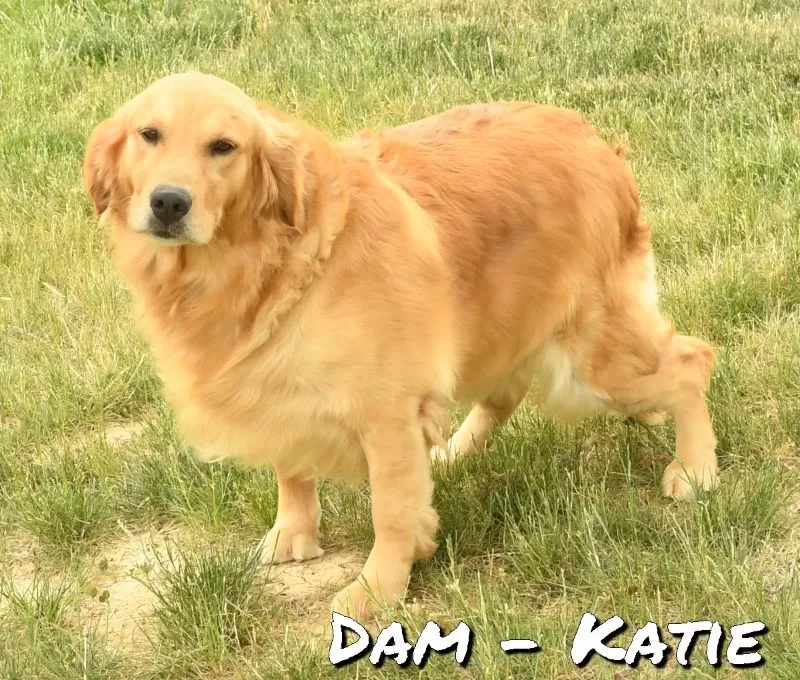 Puppy Name: Katie