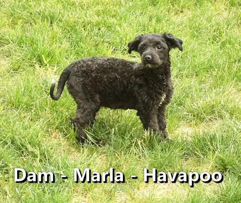 Puppy Name: Marla