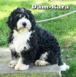 Puppy Name: Kara