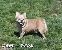 Puppy Name: Fern