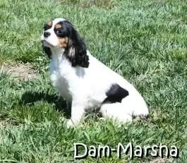 Puppy Name: Marsha