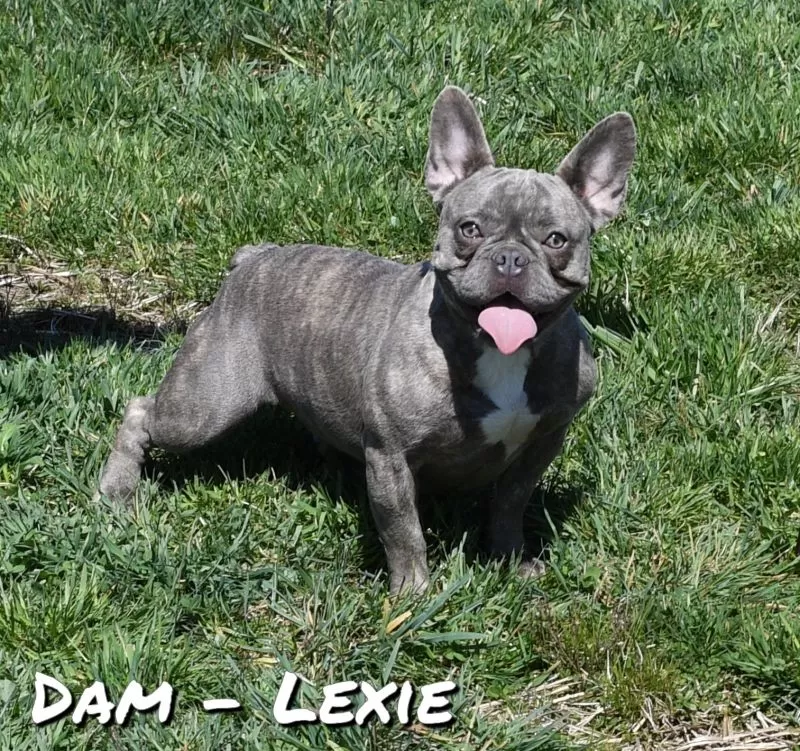 Puppy Name: Lexie