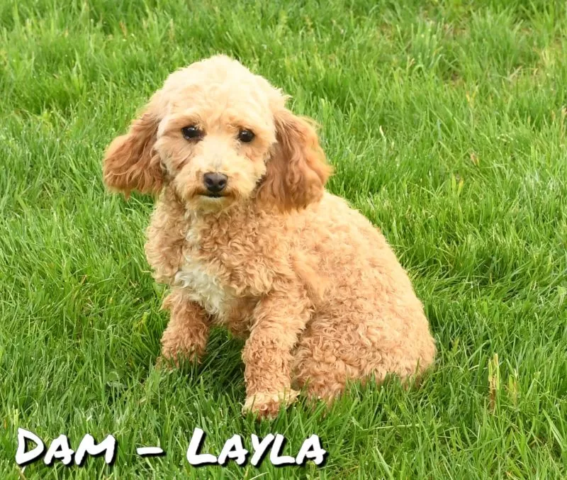 Layla