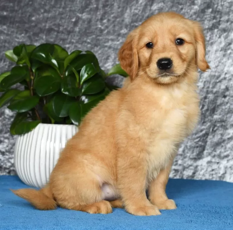 Puppy Name: Talia