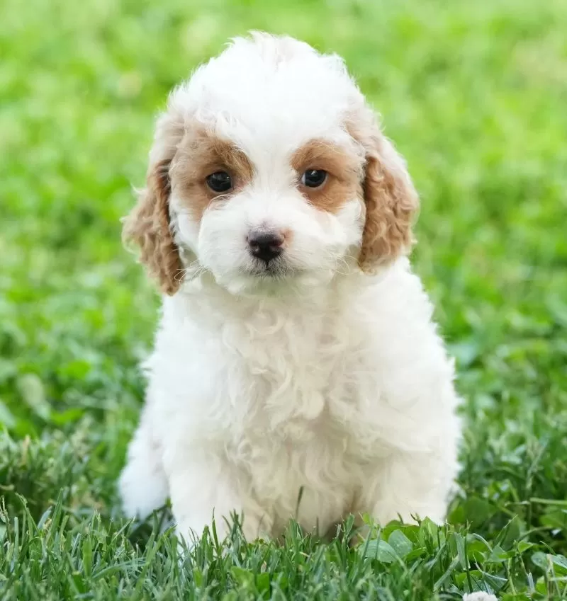 Puppy Name: Elsie