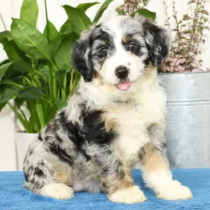 Mini Bernedoodle