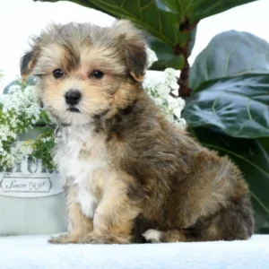 Yorkipoo