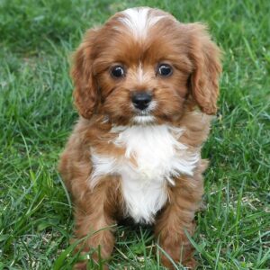 Daisy