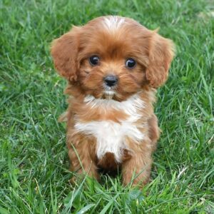 Dolly