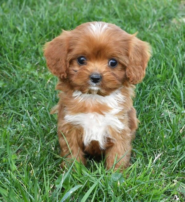 Dolly