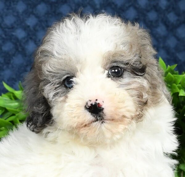 Willow