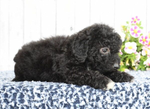 Abby - Image 4