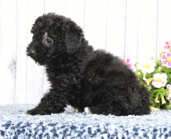 Abby - Image 3