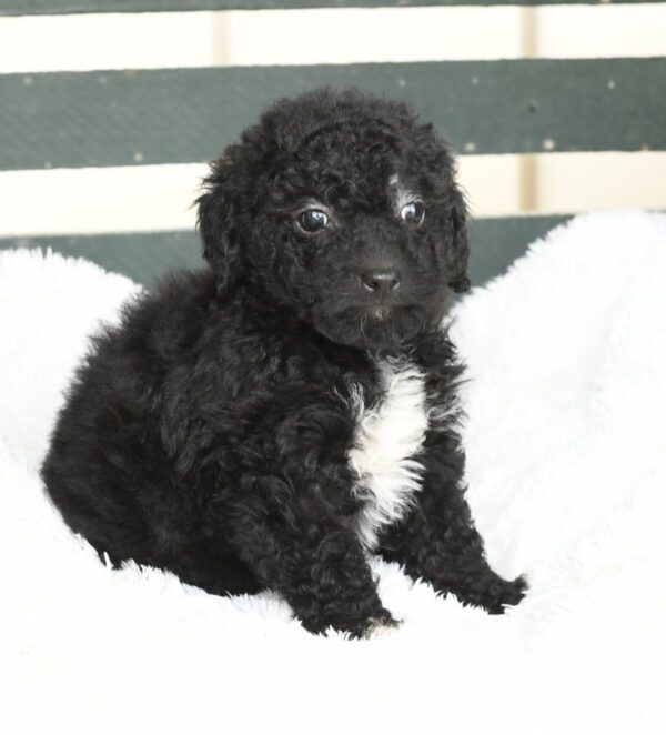 Abby - Image 2
