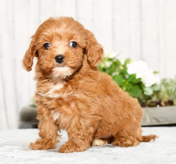 Tucker - Image 10