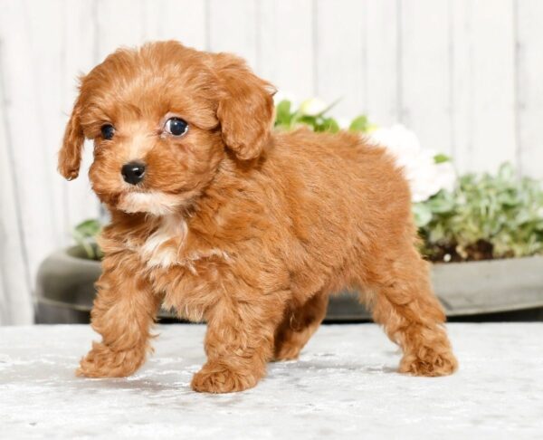 Tucker - Image 9