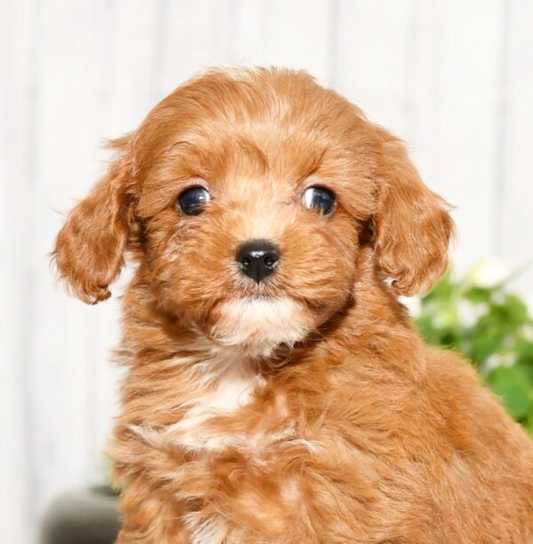 Tucker - Image 2