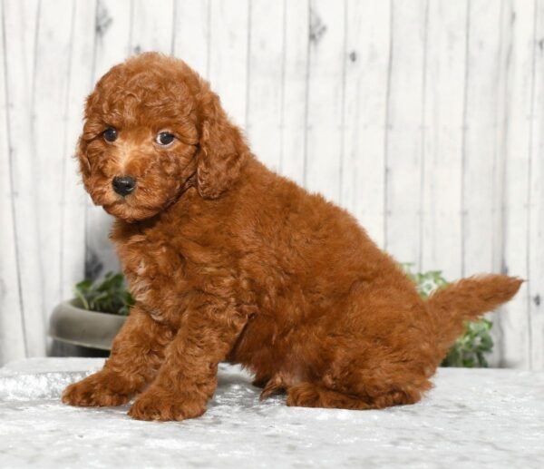 Zeke - Image 7