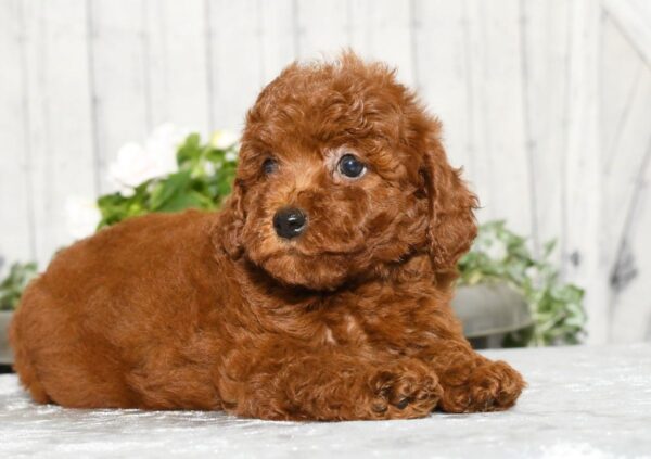 Zoey - Image 8