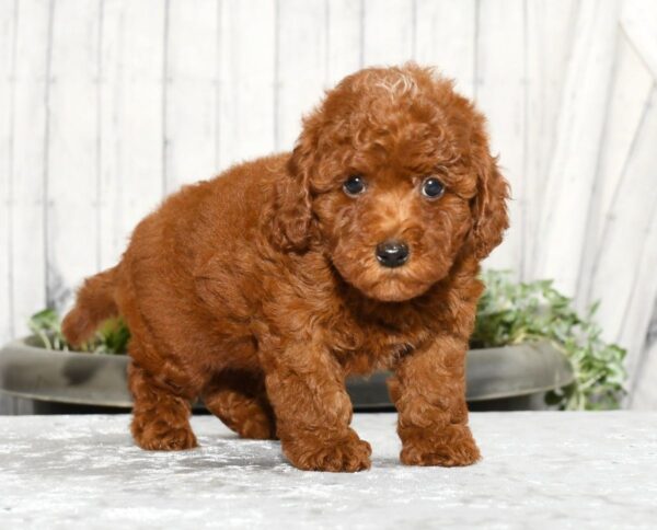 Zoey - Image 7