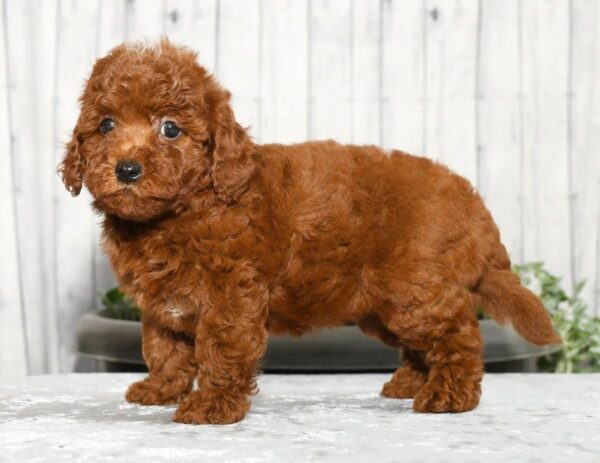 Zoey - Image 6