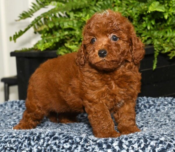 Zoey - Image 5