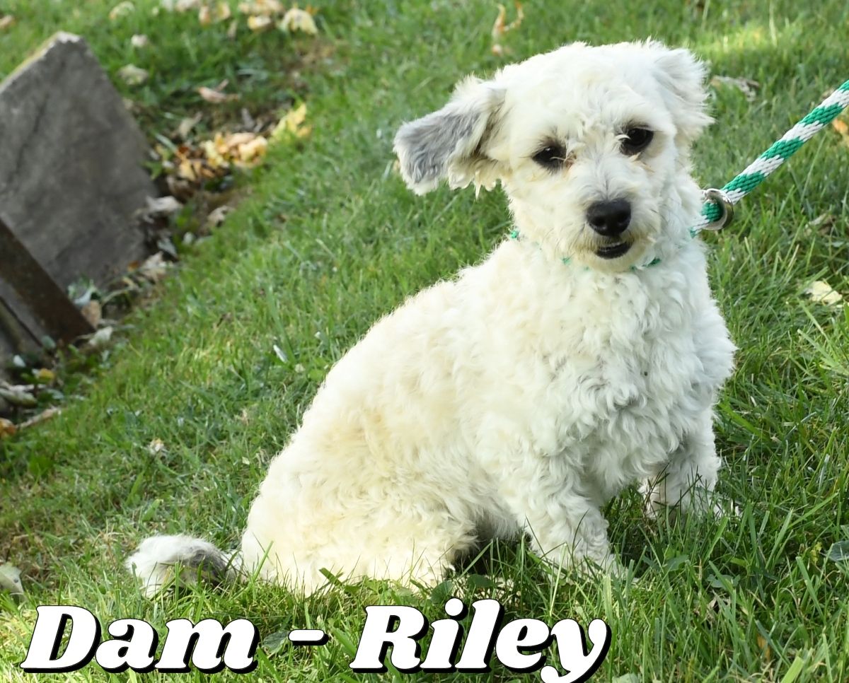 zz-dam-havanese-riley