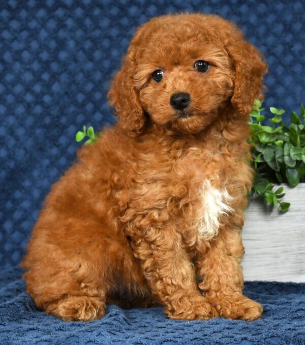 Daisy - Image 8