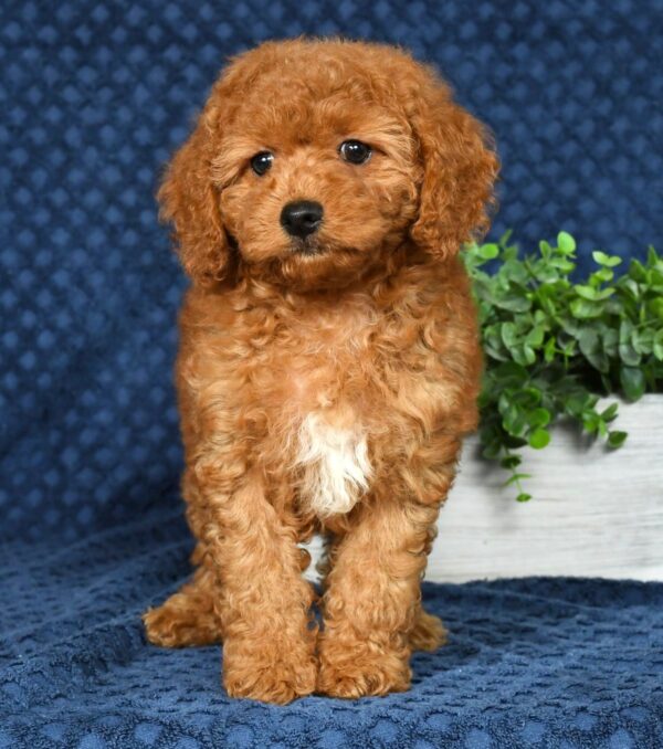 Daisy - Image 7
