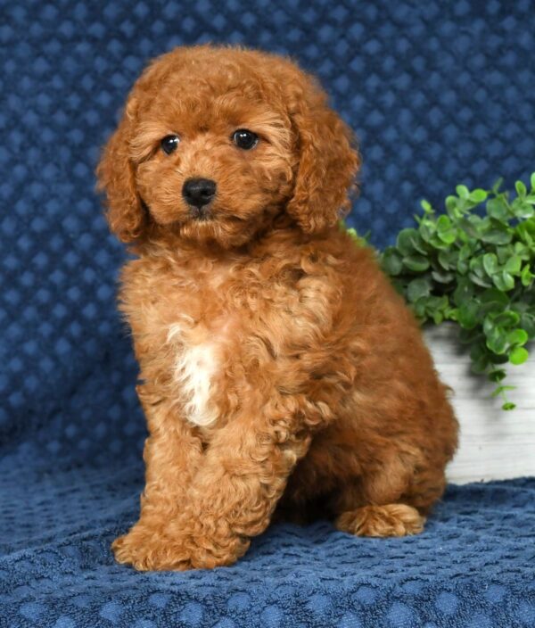Daisy - Image 6