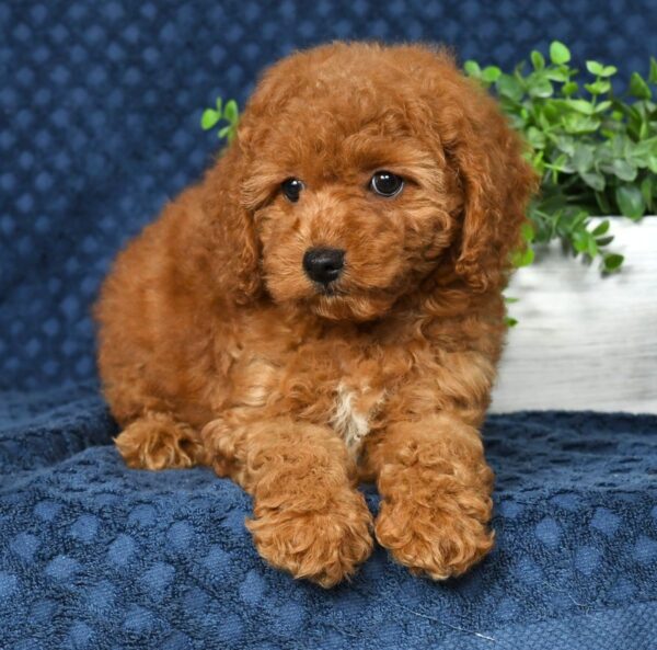 Daisy - Image 5
