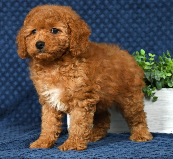 Daisy