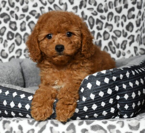 Daisy - Image 3