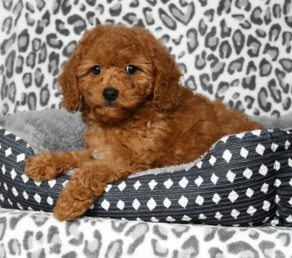 Daisy - Image 2