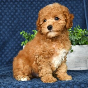Douglas